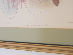 Vintage Bird Print
