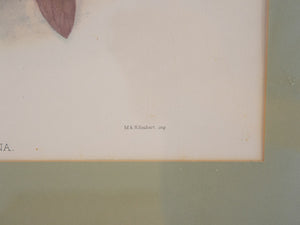 Vintage Bird Print