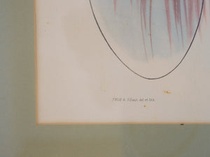 Vintage Bird Print