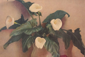 Large Calla Lily Print