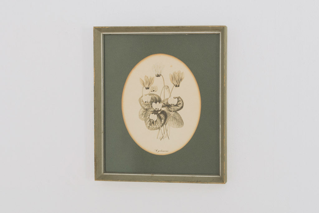 Vintage Botanical Print