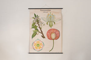 MCM German Botanical Chart