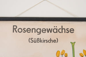 MCM German Botanical Chart