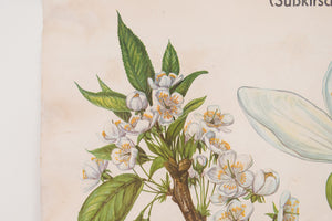 MCM German Botanical Chart