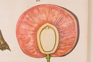 MCM German Botanical Chart