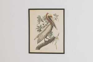 Vintage Pelican Print