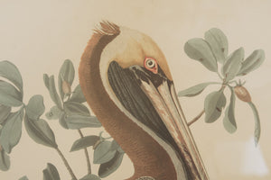 Vintage Pelican Print