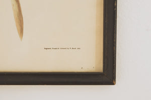 Vintage Pelican Print