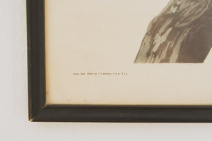 Vintage Pelican Print