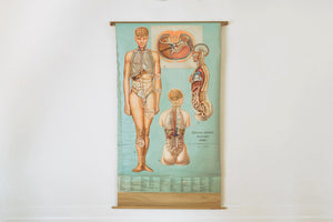 Schoolhouse Anatomy Chart