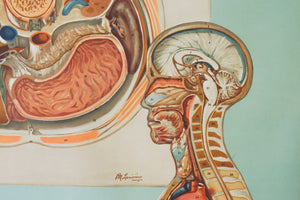 Schoolhouse Anatomy Chart