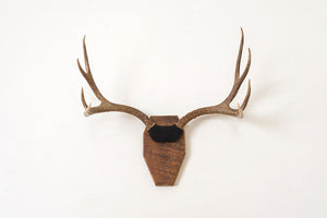 Vintage Mounted Antlers