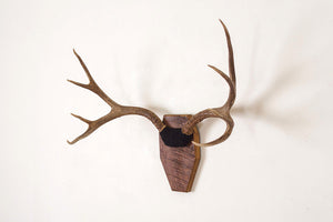 Vintage Mounted Antlers