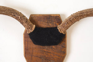 Vintage Mounted Antlers