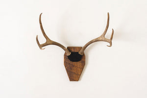 Vintage Mounted Antlers