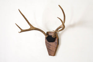 Vintage Mounted Antlers