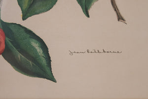 Vintage Botanical Print