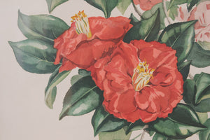 Vintage Botanical Print