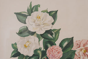 Vintage Botanical Print