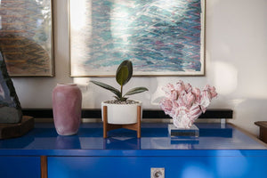 Barnacle on Lucite