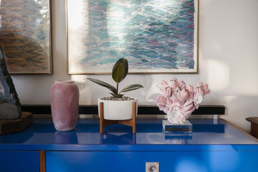 Barnacle on Lucite