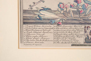Framed Botanical Print