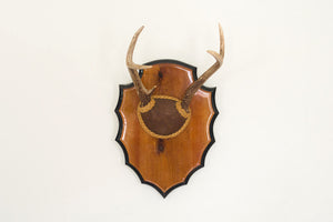 Vintage Mounted Antlers
