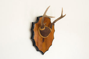 Vintage Mounted Antlers