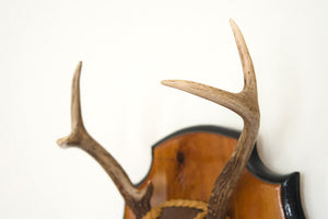 Vintage Mounted Antlers