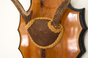 Vintage Mounted Antlers